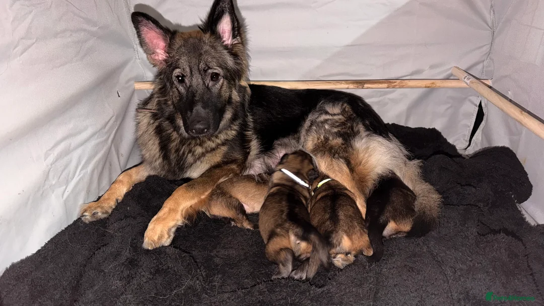 German Shepherd dogs for sale: 🐶🐶German Shepherd Puppies🐶🐶 - Advert 2