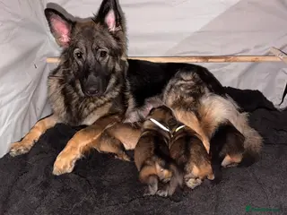 German Shepherd dogs 🐶🐶German Shepherd Puppies🐶🐶 - Advert 3