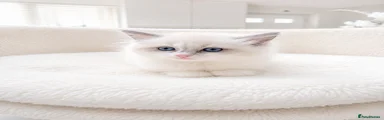 Ragdoll Kitten 4