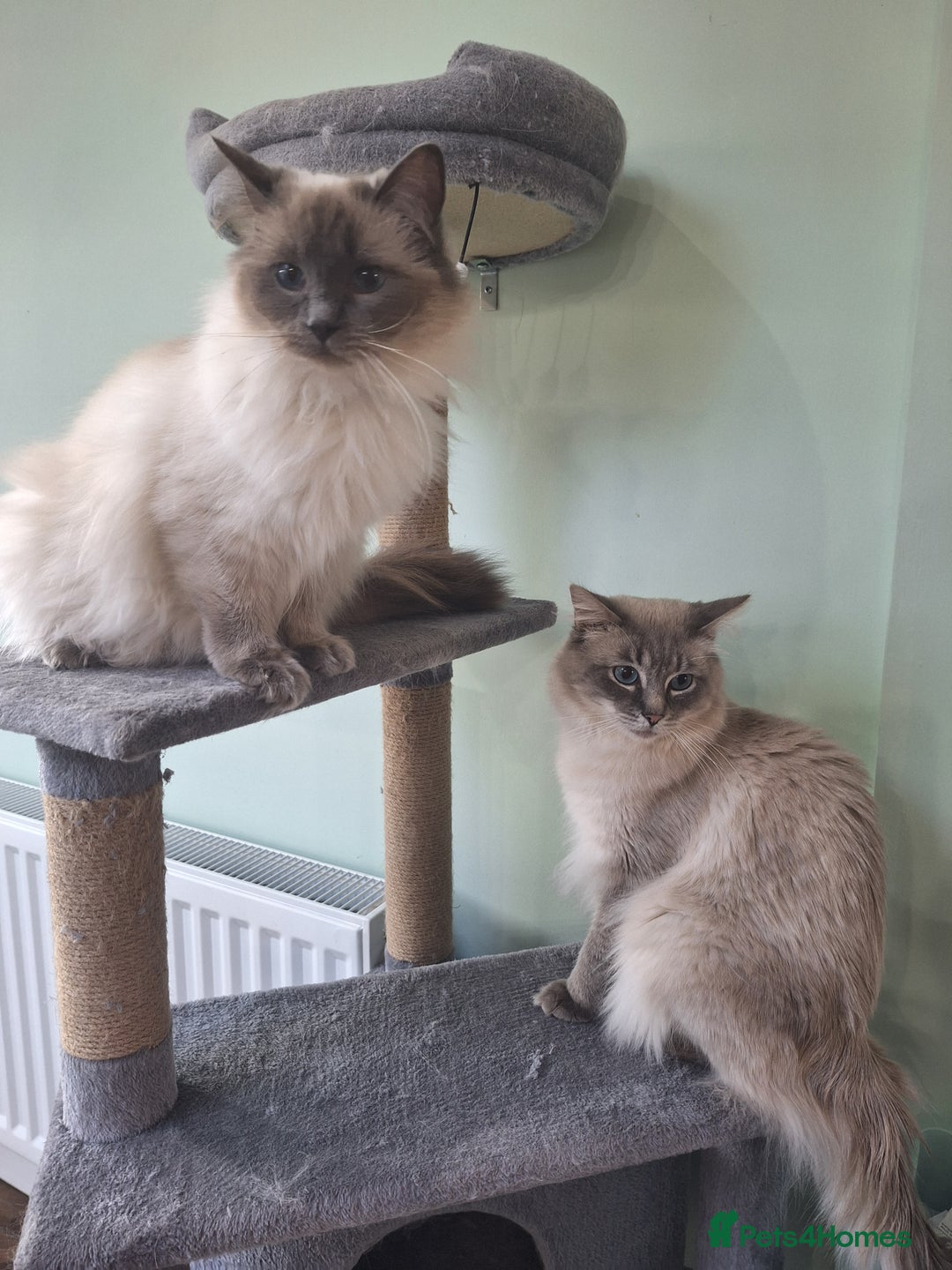 Ragdoll cats for stud: Ragdoll Stud  in Manchester - Image 12