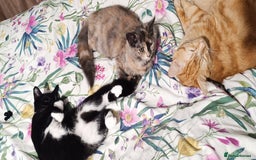 Mixed Breed cats for sale: Maine coon X ragdoll X English short haired  - Advert 11