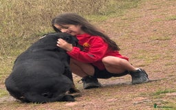 Rottweiler dogs for sale: **Stunning Rottweiler Puppies** - Image 21