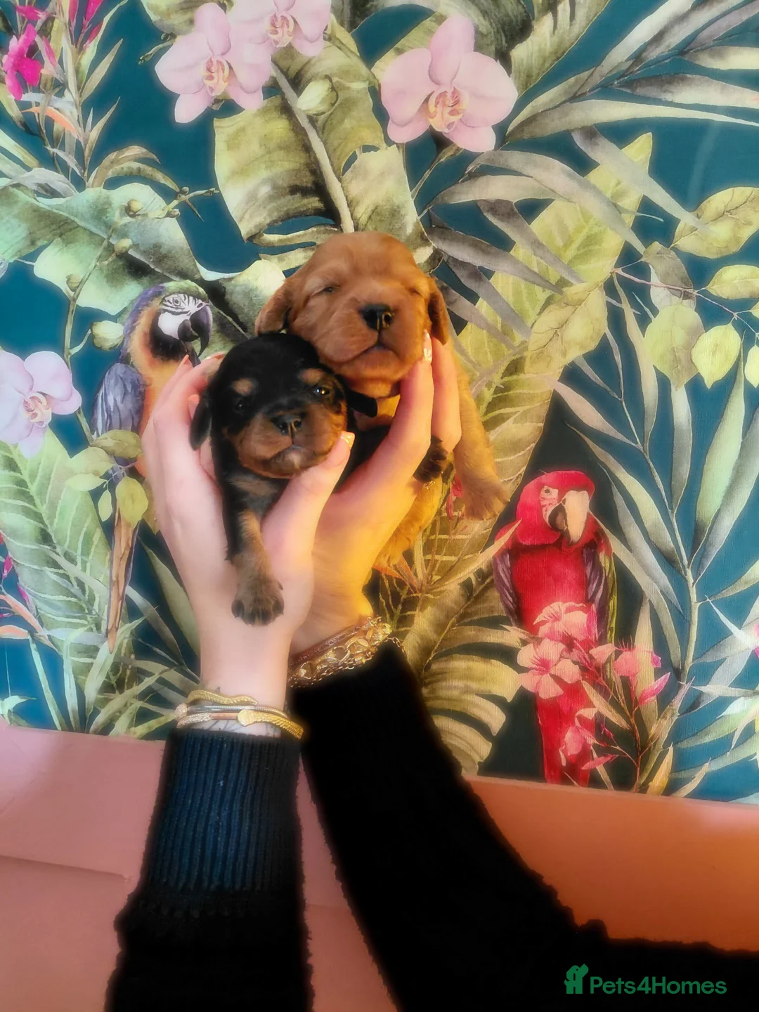 Cavapoo dogs for sale: F1b cavapoo - Advert 1