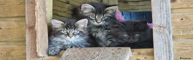 Tabby 2