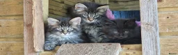 Mixed Breed cats for sale: Mainecoon Kittens  - Advert 8