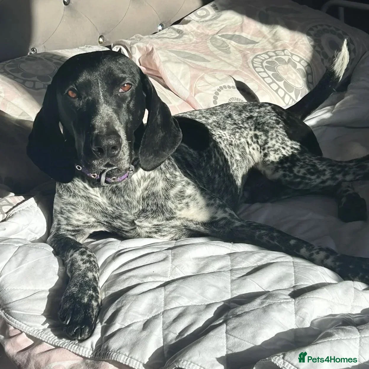 Mixed Breed dogs Bracken (German Pointer mix) - Advert 2