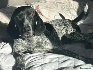 Mixed Breed dogs Bracken (German Pointer mix) - Advert 2