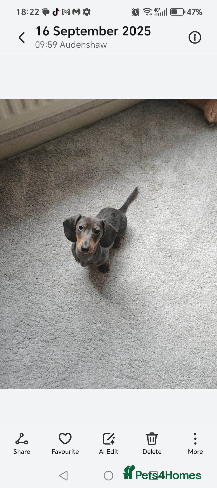 Chiweenie dogs for sale: Chiweenies  - Advert 1