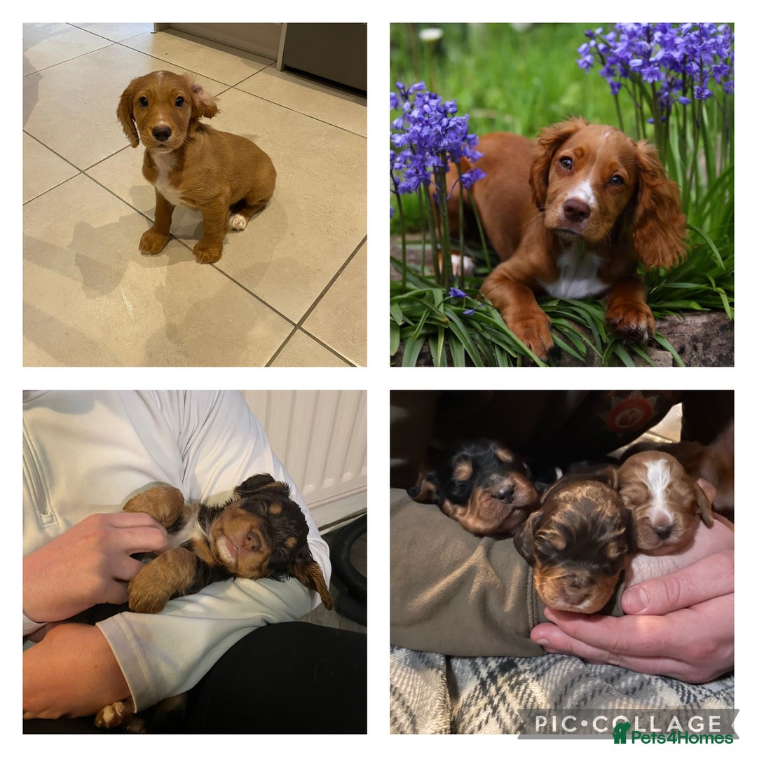 Cocker Spaniel dogs for stud: KC DNA CLEAR PROVEN STUD - Image 8