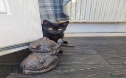 Mixed Breed cats for sale: Two black beauty  - Image 4