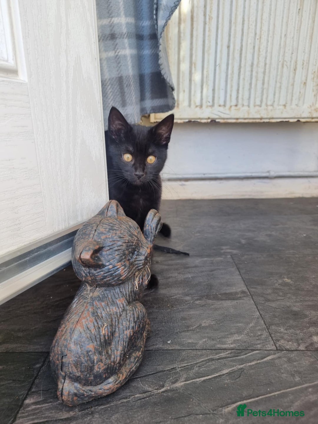 Mixed Breed cats for sale: Two black beauty  - Image 4