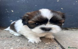 Shih Tzu dogs for sale: ShihTzu  - Image 5