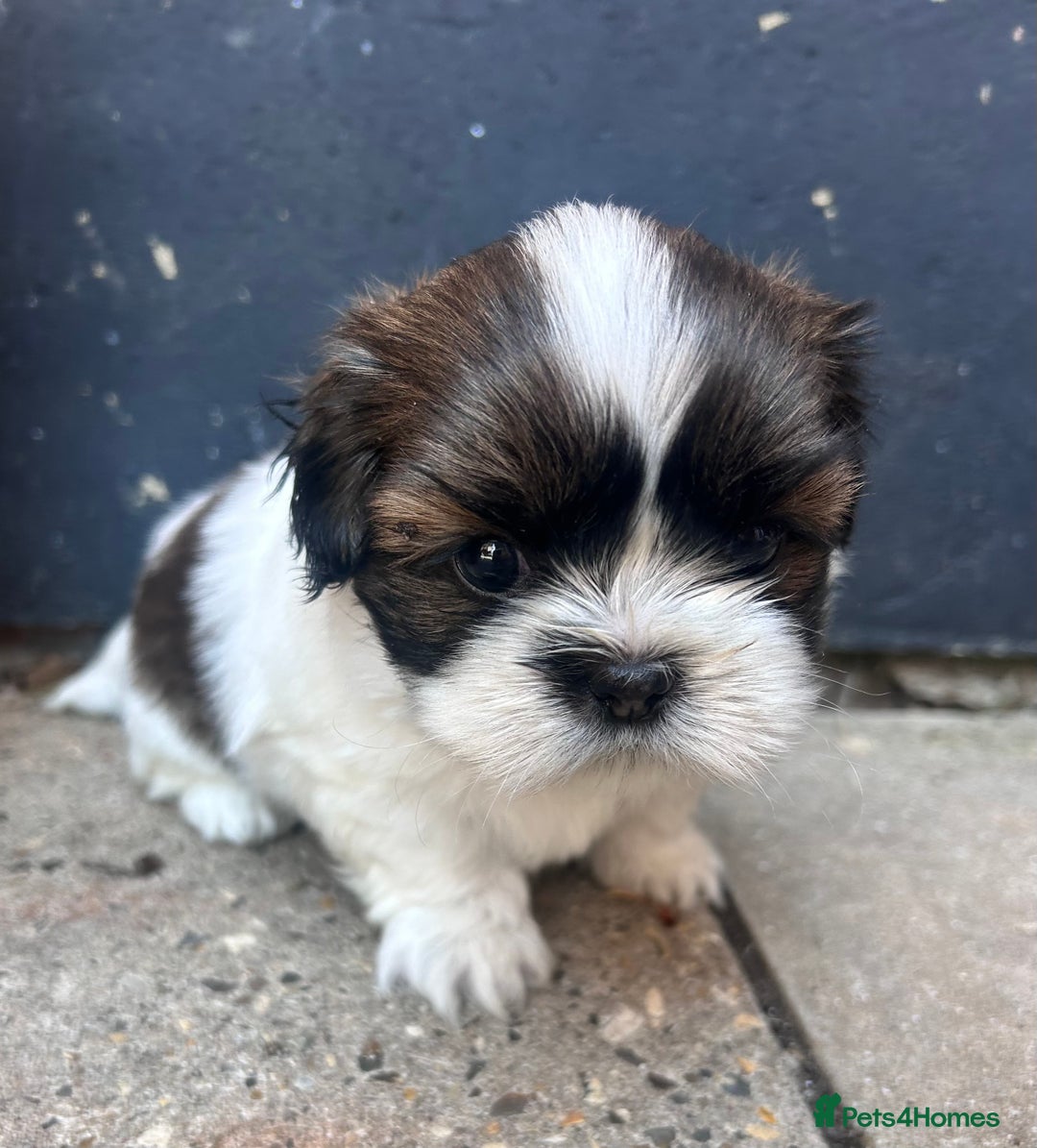 Shih Tzu dogs for sale: ShihTzu  - Image 5