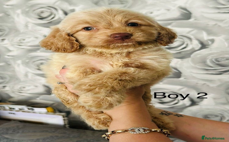 Cavapoo dogs - Advert 1