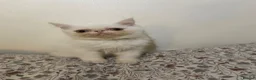 Exotic cats for sale: Exotic Persians - Advert 21