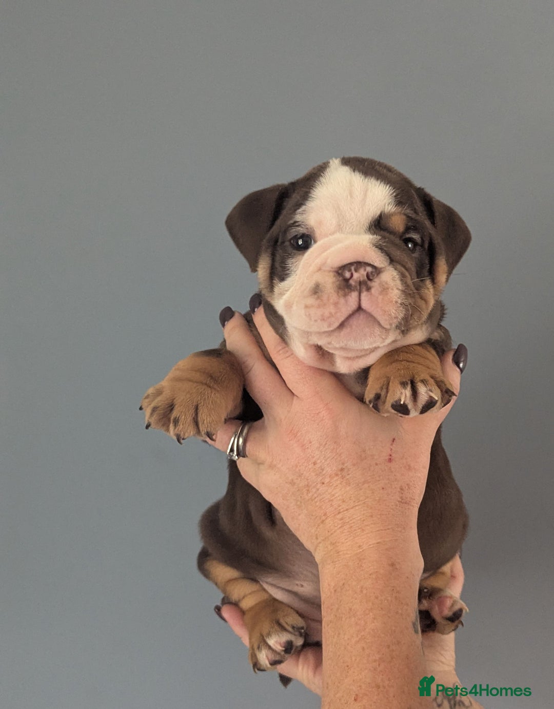English Bulldog dogs for sale: English Bulldog Puppies - Image 3