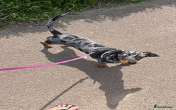 Dachshund dogs for sale: Lovely girl to go to a good home  - Image 1