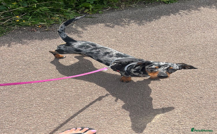 Dachshund dogs - Advert 2