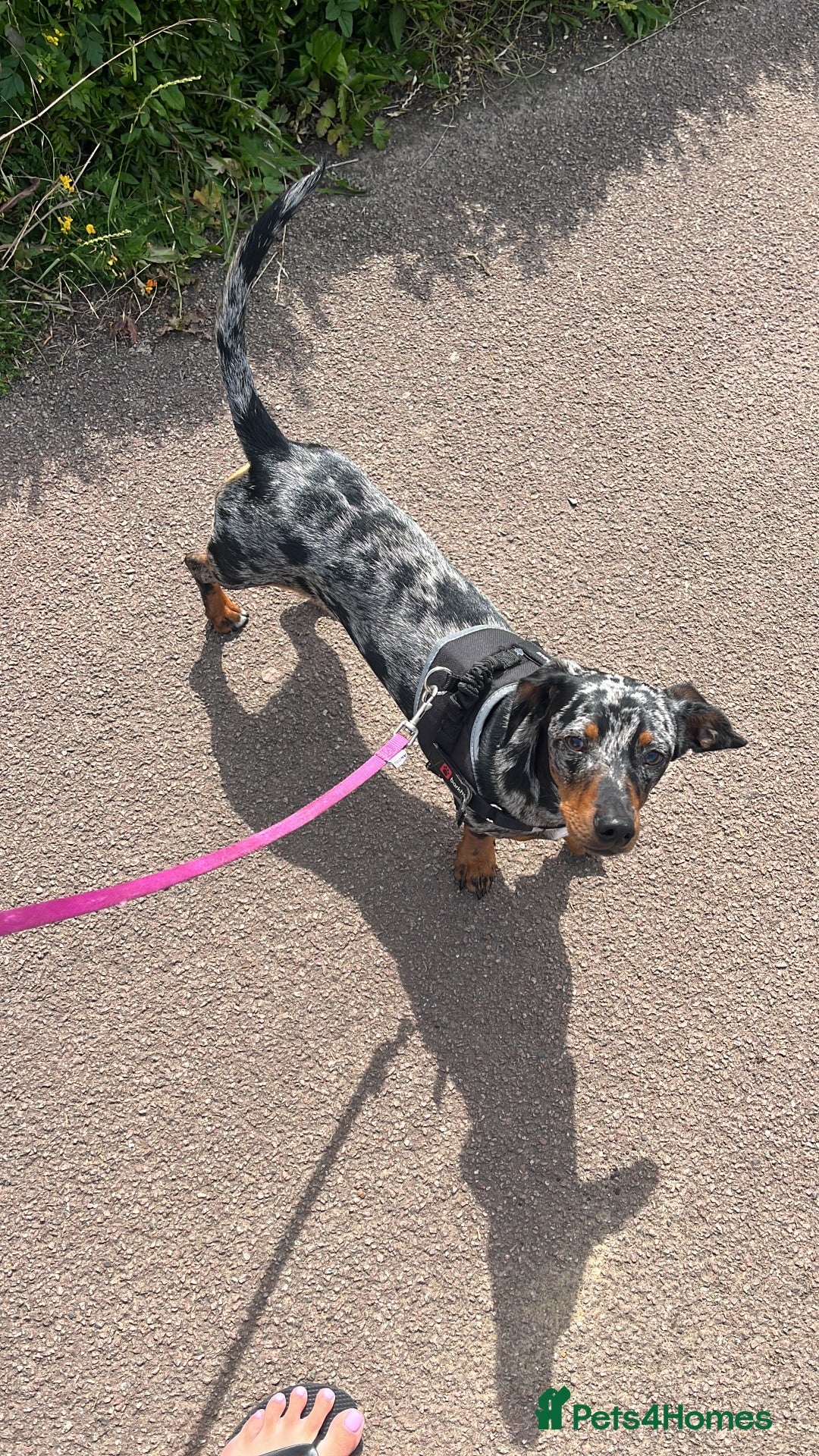 Dachshund dogs for sale: Lovely girl to go to a good home  - Image 1