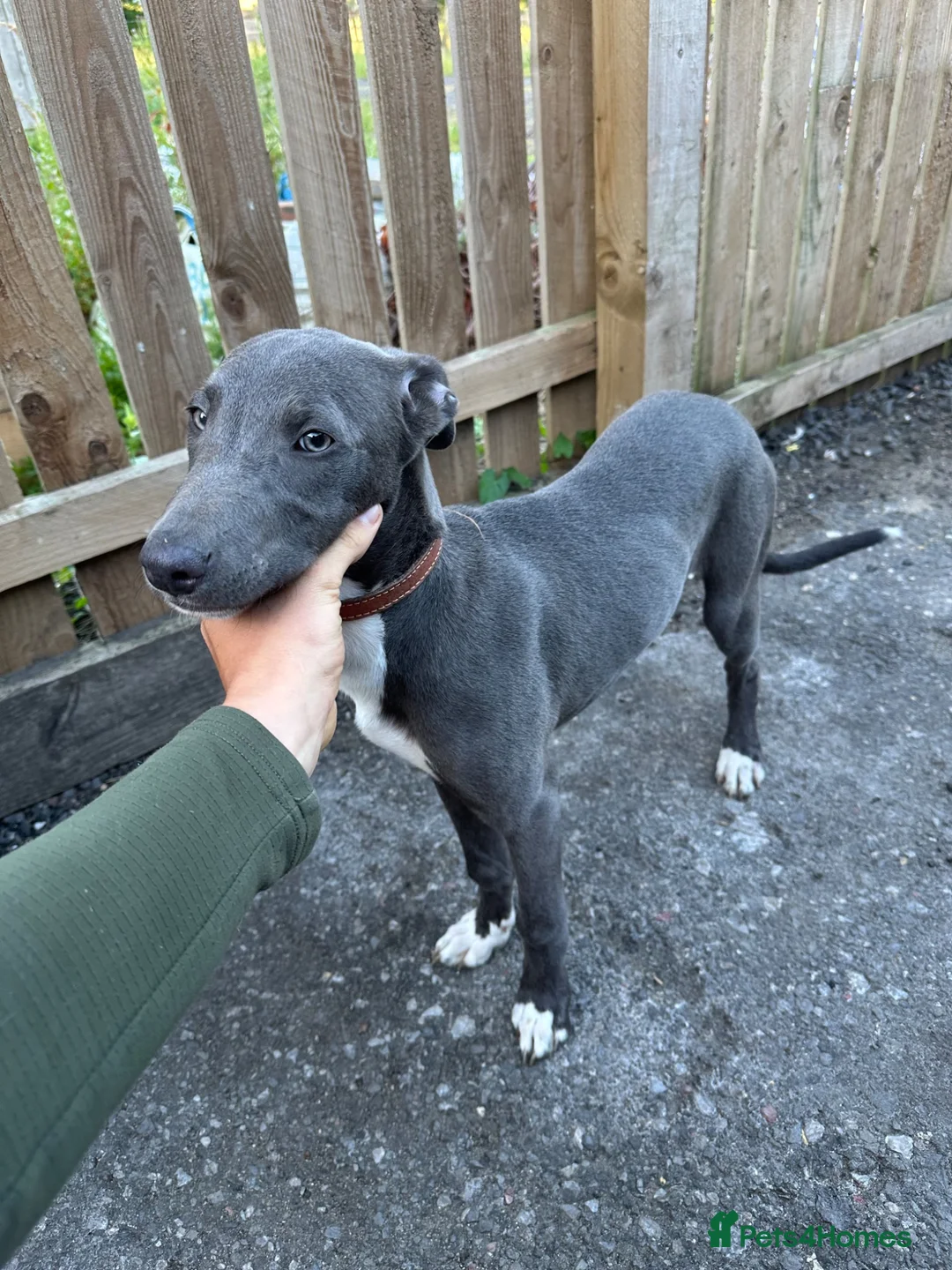Greyhound dogs for sale: Bull x grey dog pup in Crook - Advert 1