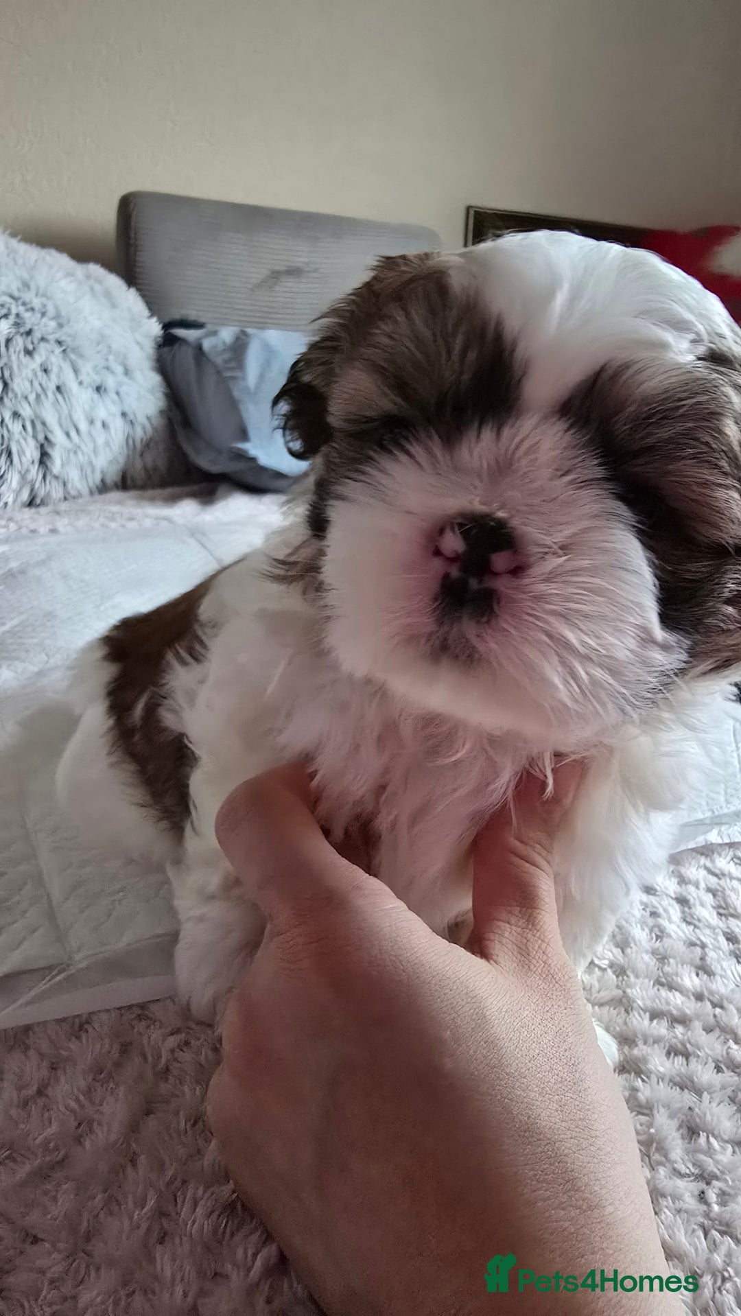 Shih Tzu dogs for sale: Shih Tzu Male puppy for sale - Advert 5