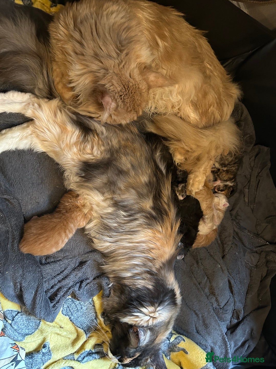 Maine Coon cats for sale: Stunning XL Pure bred Main Coon kittens for sale  - Image 4