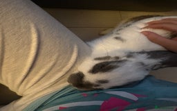 Mixed Breed rabbits for sale: Lovely cuddly bunny - Image 8