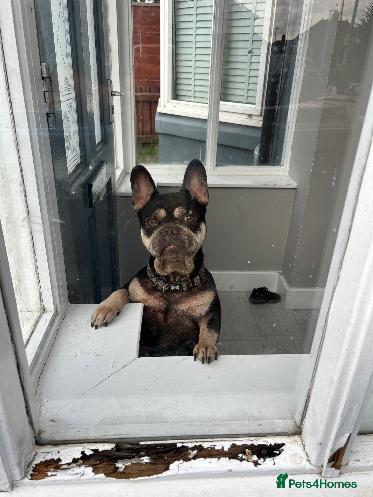 French Bulldog dogs for sale: French bulldog - Advert 2