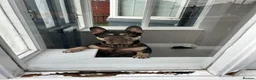 French Bulldog dogs for sale: French bulldog in Hull - Advert 1