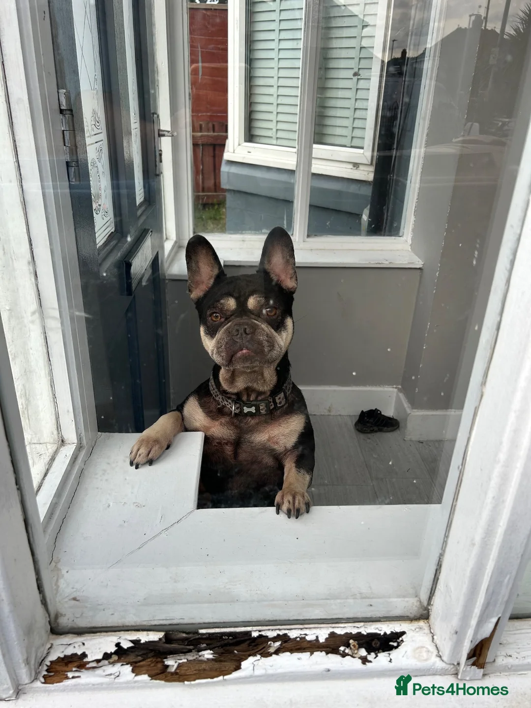 French Bulldog dogs for sale: French bulldog in Hull - Advert 1