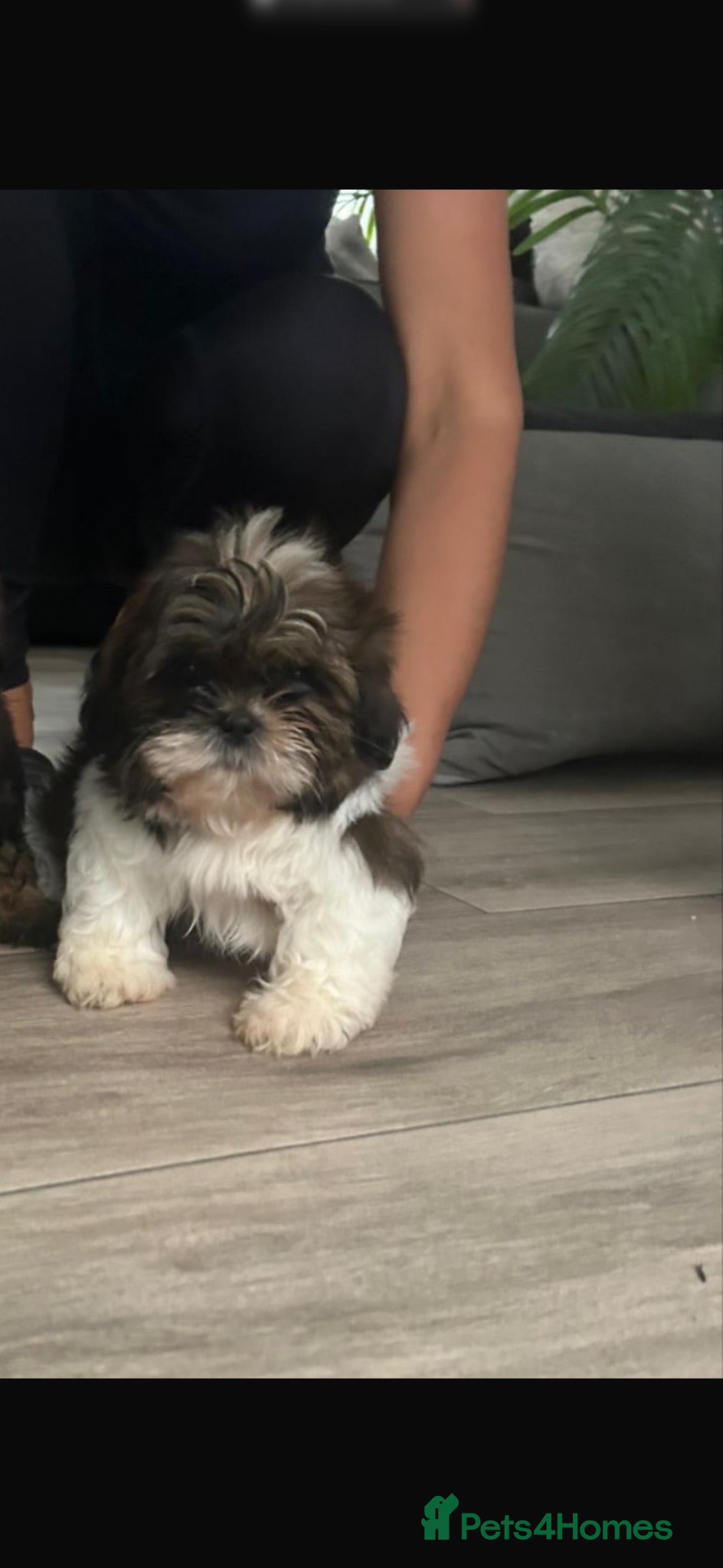 Shih Tzu dogs Shih Tzu Puppies - Advert 17