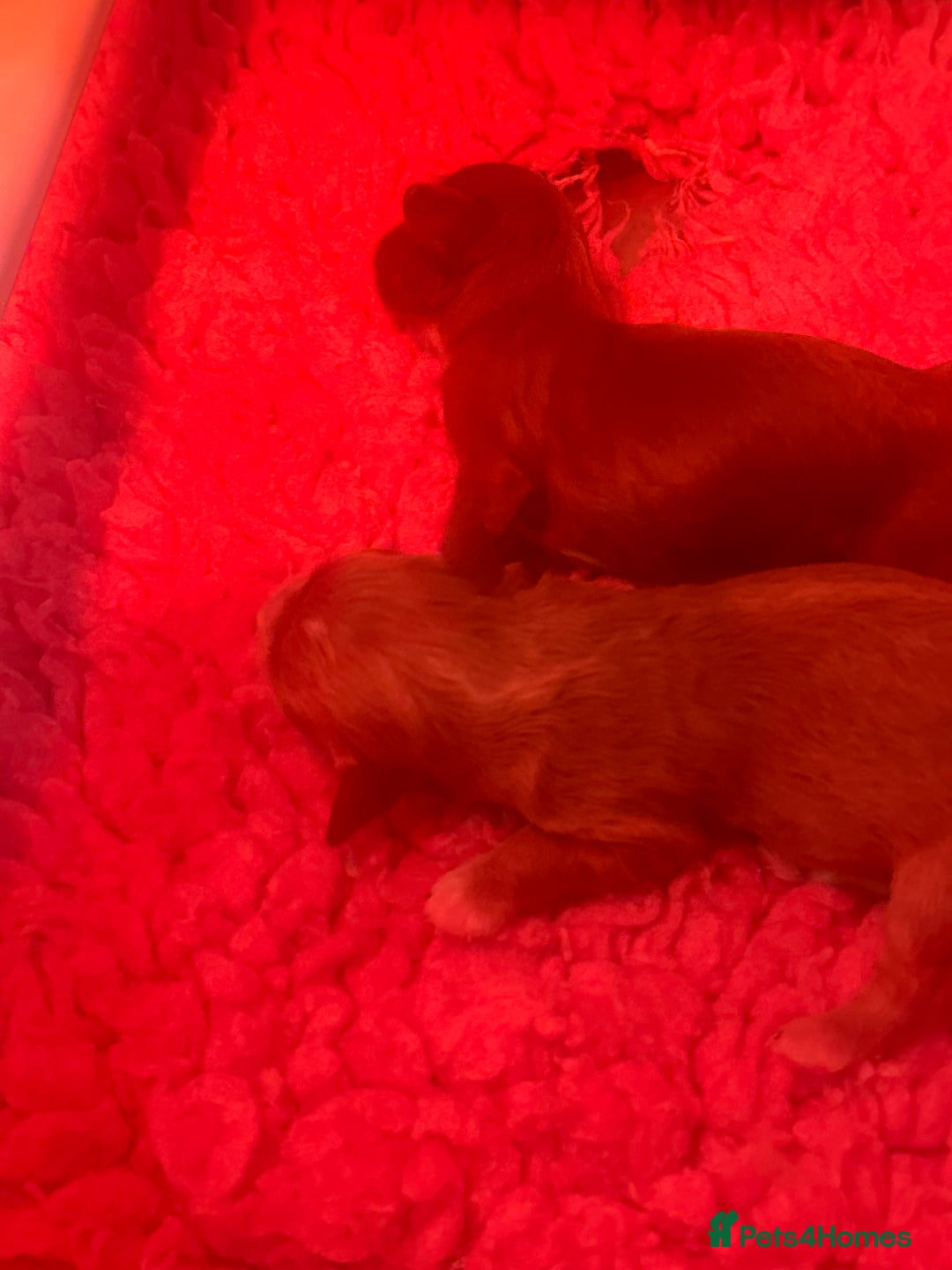 Cavapoo dogs for sale: F1 Cavapoo Girls - Image 3