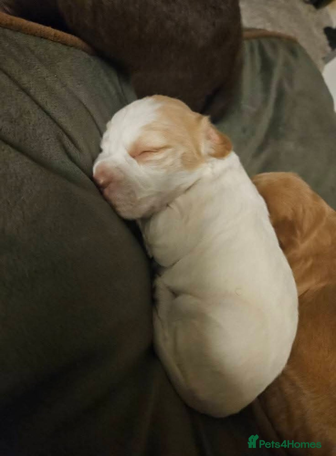 Cocker Spaniel dogs for sale: Cocker spaniel puppies - Advert 2