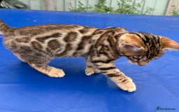 Keetso cats for sale: Rare curled eared rosetted keetso male  - Advert 27