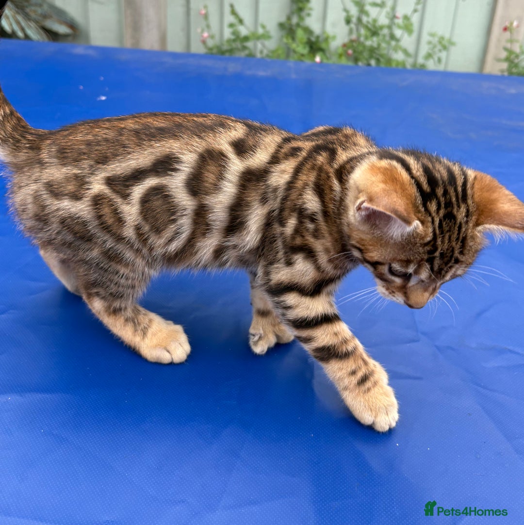 Keetso cats for sale: Rare curled eared rosetted keetso male  - Advert 27