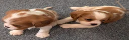 Cavalier King Charles Spaniel dogs for sale: KC Health Tested Cavalier King Charles Spaniel Pup - Advert 17