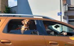 Mixed Breed dogs for adoption: Myrtle - 8 months, female Vizla mix - Image 2