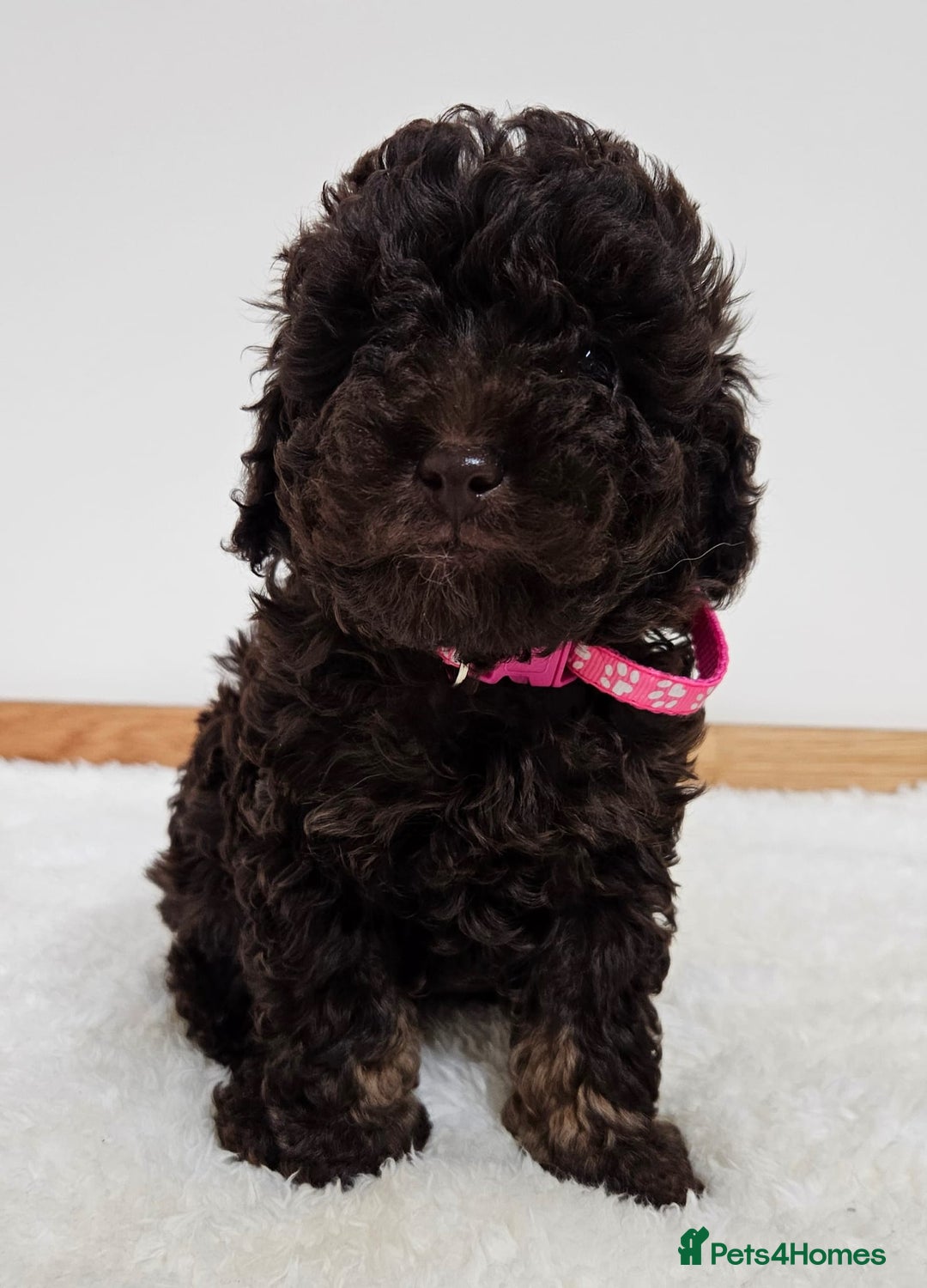 Toy Poodle dogs for sale: Beautiful Toy Poodle Puppies - Advert 7
