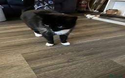 Mixed Breed cats for sale: Female cat for sale - Image 3