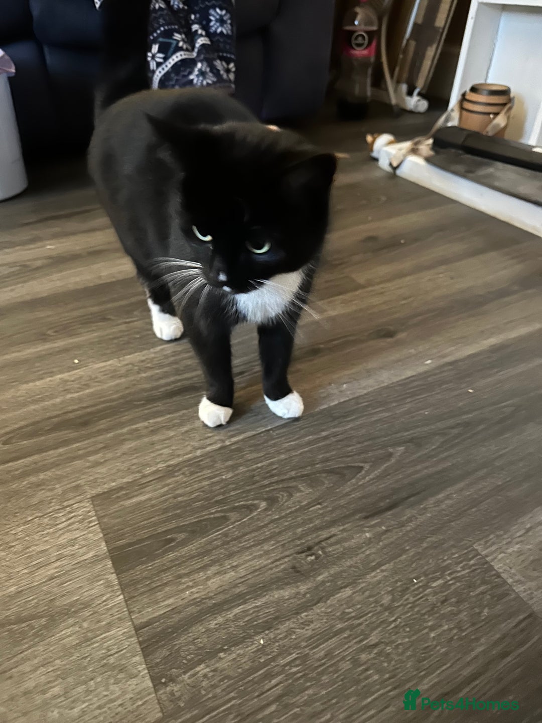 Mixed Breed cats for sale: Female cat for sale - Image 3