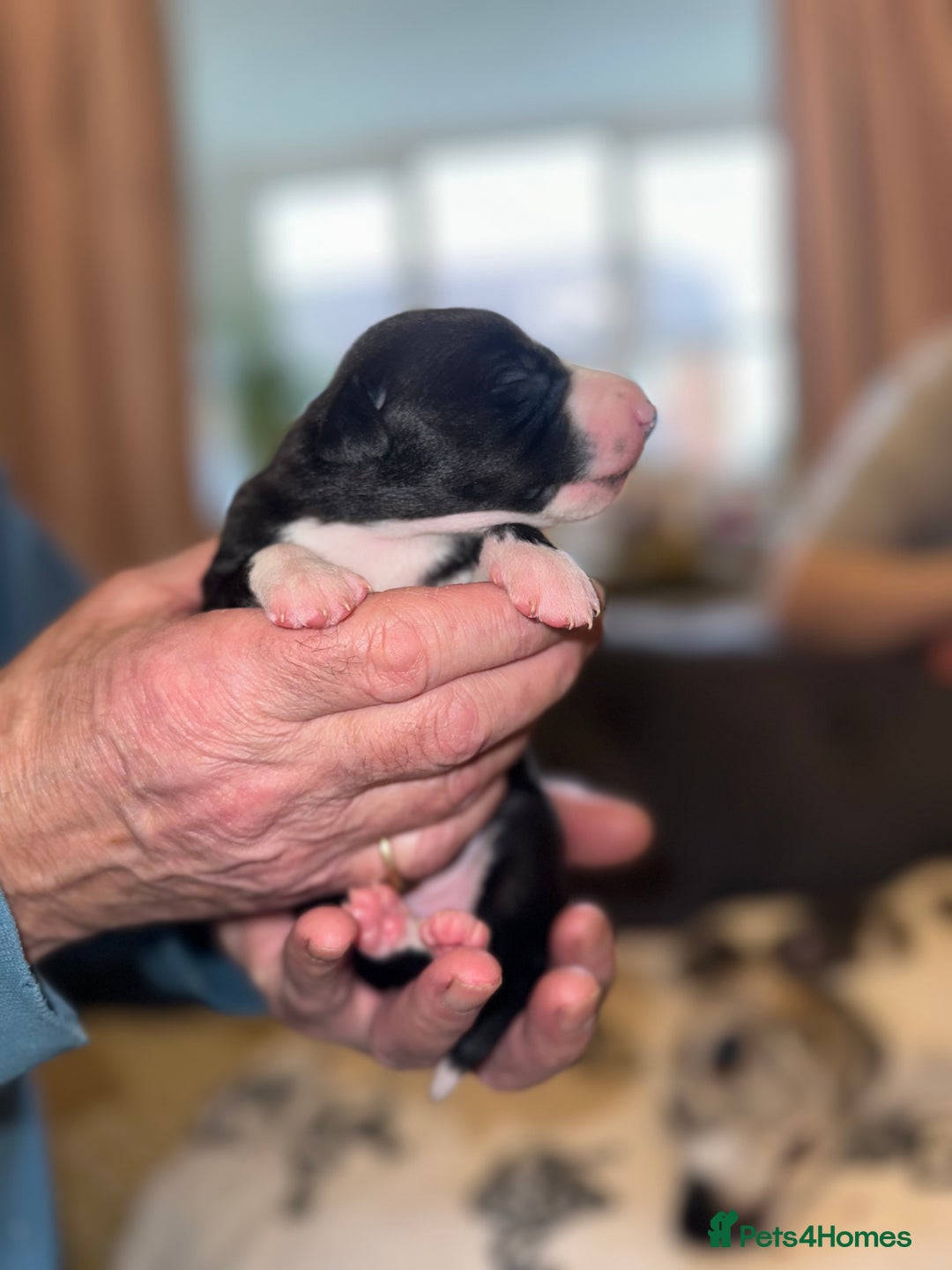 Whippet dogs for sale: KC Registered Whippet Puppies - Advert 16