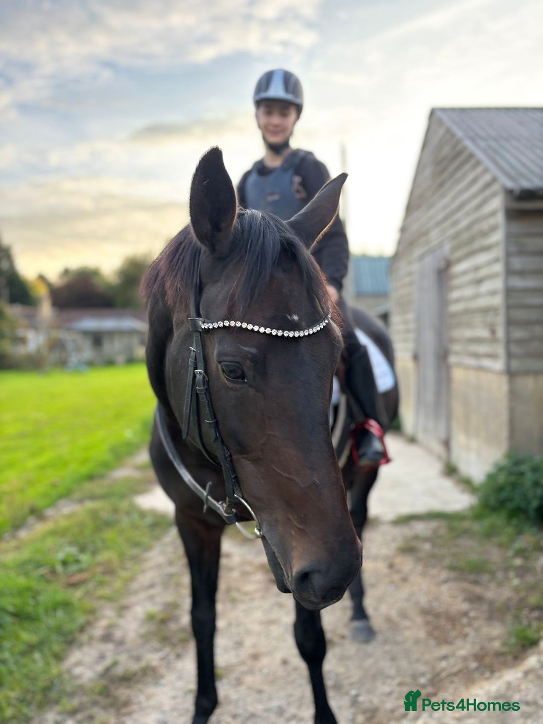 Irish Thoroughbred horses for sale: Super loving mare with huge heart ❤️  - Image 2