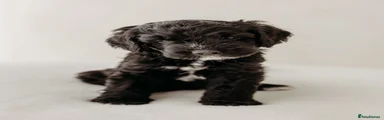 Black boy 