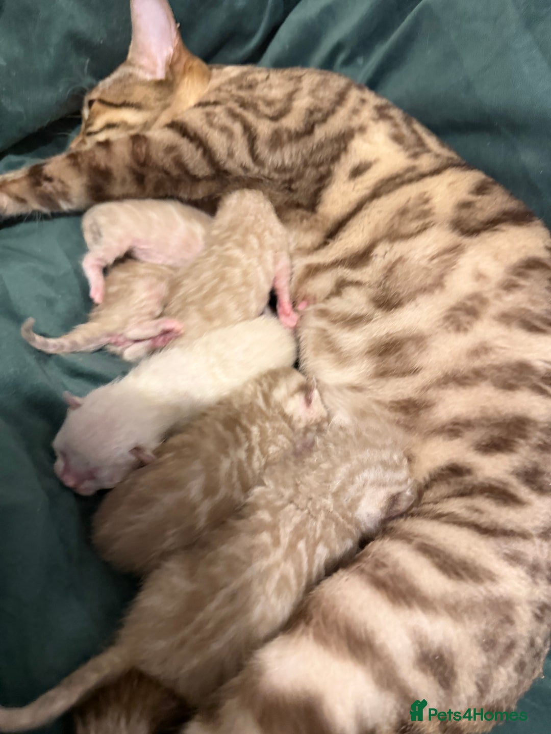 Bengal cats for sale: Snow Bengal Kittens, TICA Registered Pet only! - Advert 13