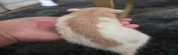 Rat rodents for sale: 4 girl rat for sale - Advert 4