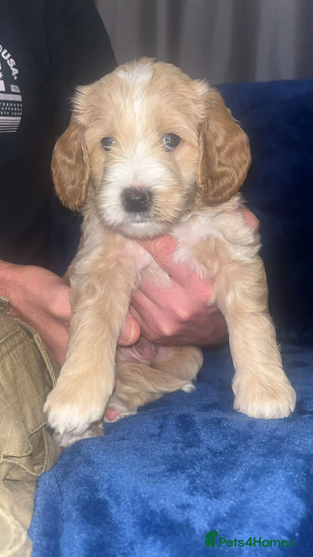 Cockapoo dogs for stud: Proven F1 cockerpoo for Stud in Sutton-in-Ashfield - Advert 21