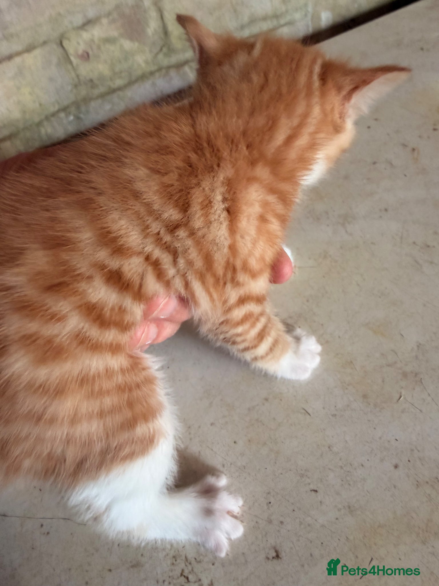 Mixed Breed cats for sale: Ginger kittens (part Bengal) - Advert 12