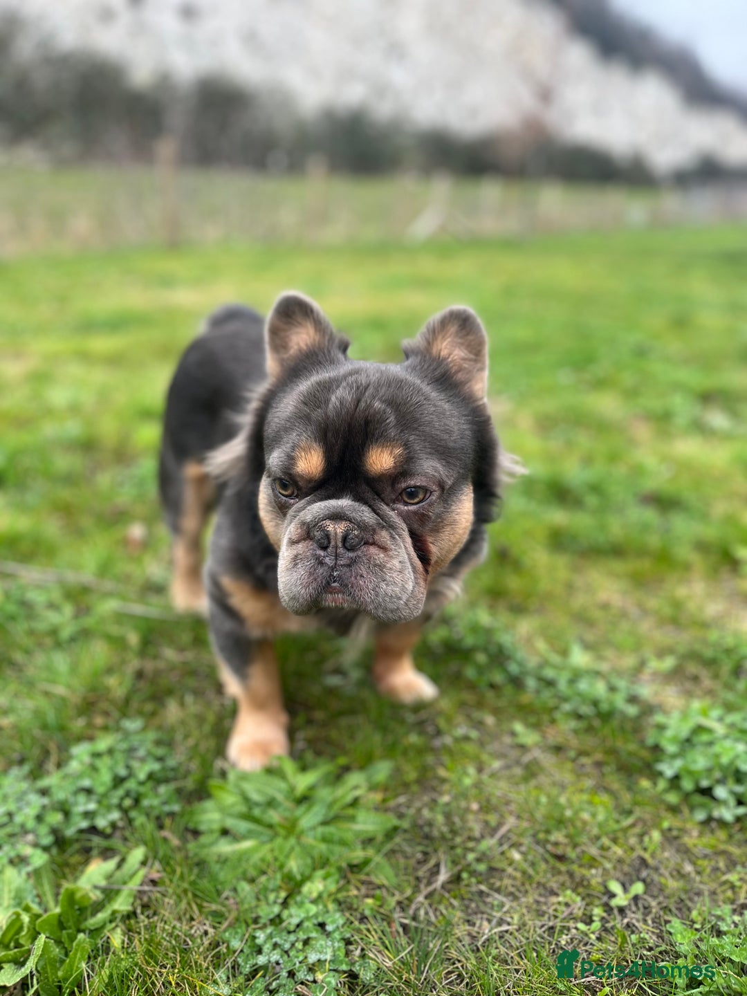 French Bulldog dogs for stud: Blue Fluffy French Bulldog  - Advert 8