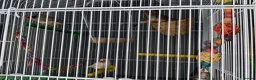 Finches birds for sale: 2 pairs zebra finches  in Sheerness - Advert 1