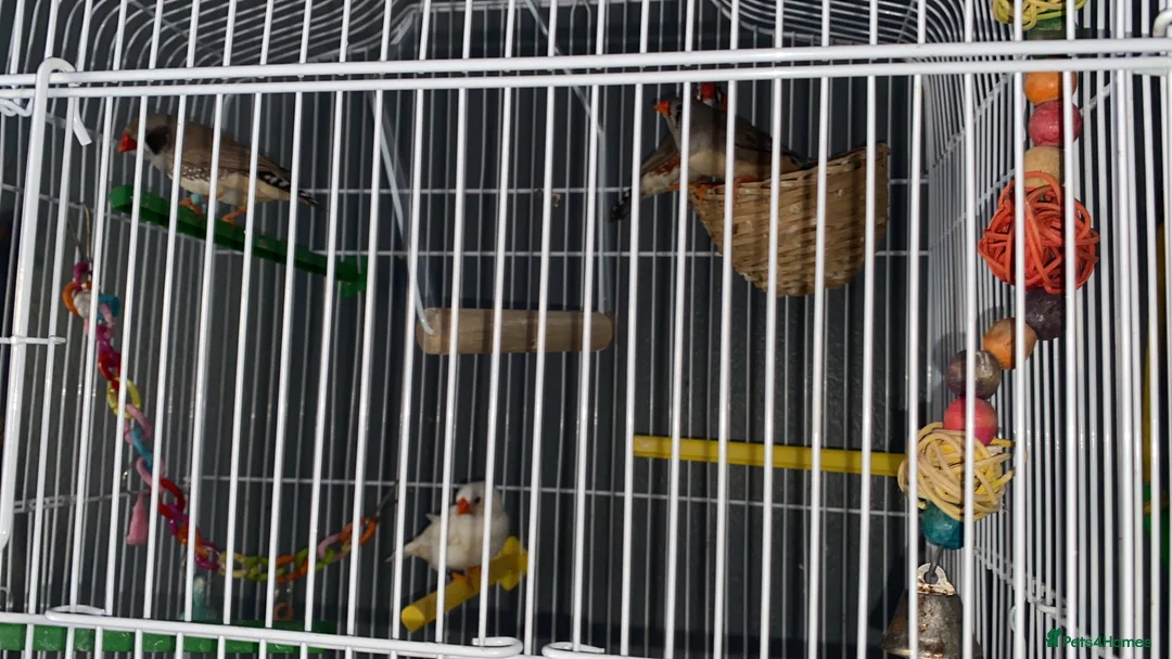 Finches birds for sale: 2 pairs zebra finches  in Sheerness - Advert 1